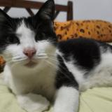 Photo de chat perdu à Aire Sur L Adour