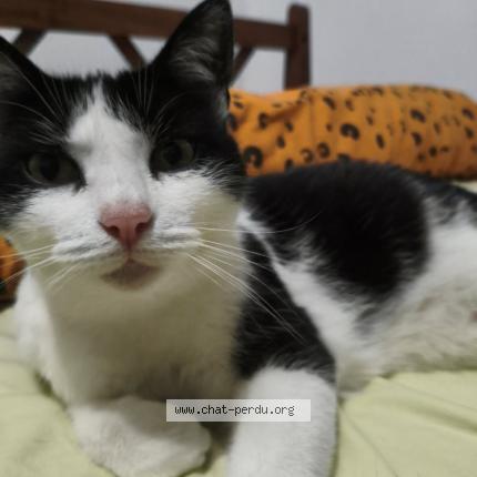 Photo 1/1 Jane Chat perdu à Aire sur l adour