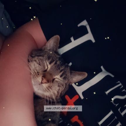 Photo 1/1 Lolo Chat perdu à Gosnay