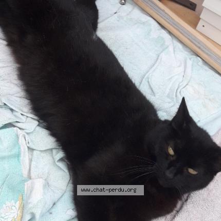 Photo de chat perdu à Audierne