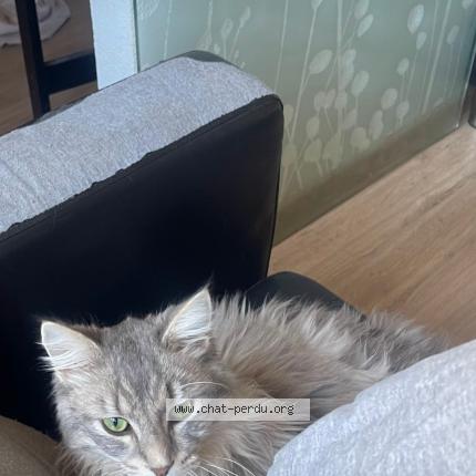 Photo 1/1 Démon Chat perdu à Les martres de veyre