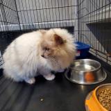 Photo de chat perdu à St Cyr Sur Loire