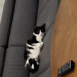 Photo de chat perdu à Saint Julien Les Metz