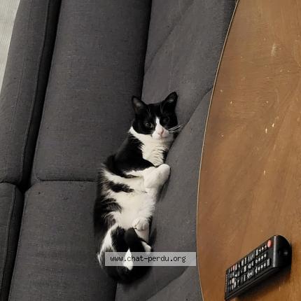 Photo 1/1 Tao Chat perdu à Saint julien les metz