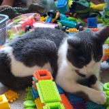 Photo de chat perdu à Rouen