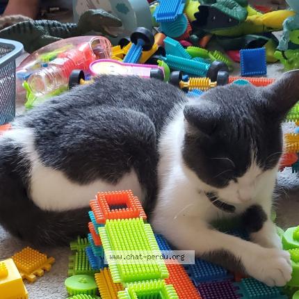 Photo 1/1 MARA Chat perdu à Rouen