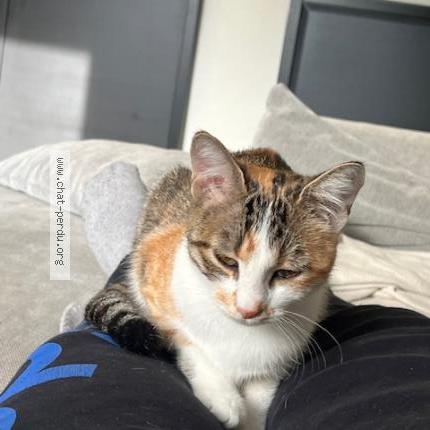 Photo 1/1 Chat retrouvé Perdu à Dijon
