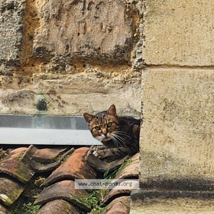 Photo 1/1 Chat trouvé Trouvé à Bordeaux