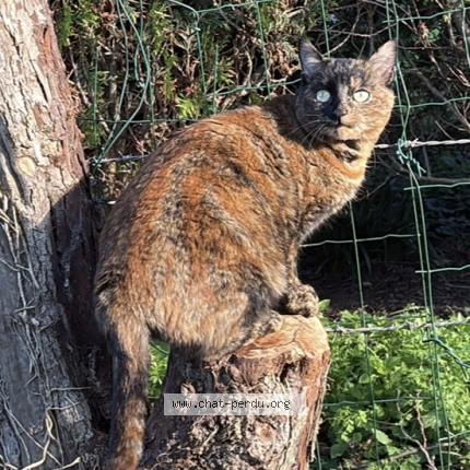 Photo 1/1 POPPY Chat perdu à Cambes en plaine