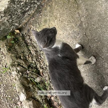 Photo 1/2 Chat trouvé Trouvé à Marseille