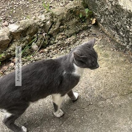 Photo 1/1 Chat trouvé Trouvé à Marseille