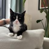 Photo de chat perdu à Molenbeek Saint Jean