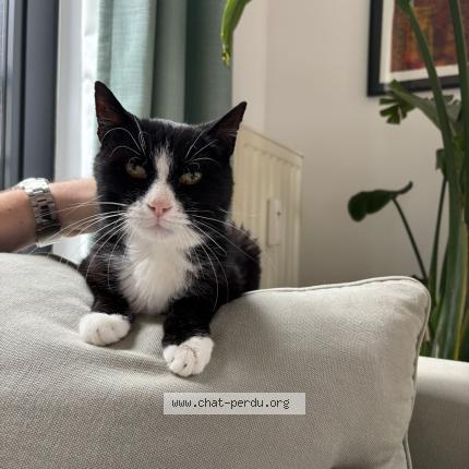 Photo 1/1 Eden Alemayehu Yamir Chat perdu à Molenbeek saint jean