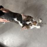 Photo de chat trouvé à Velaux