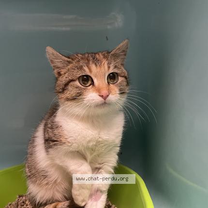 Photo 1/1 Chat trouvé Trouvé à Danze