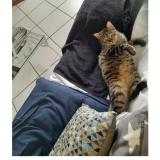 Photo de chat perdu à Brioude