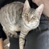 Photo de chat perdu à Albi