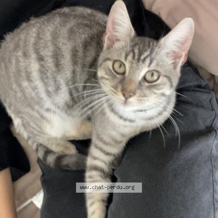 Photo 1/1 Gwen Chat perdu à Albi