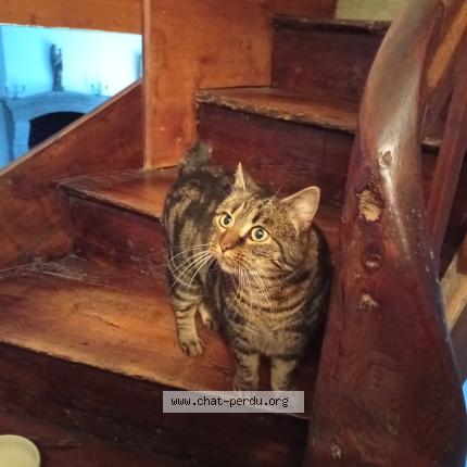 Photo 1/1 Chat retrouvé Perdu à Binic