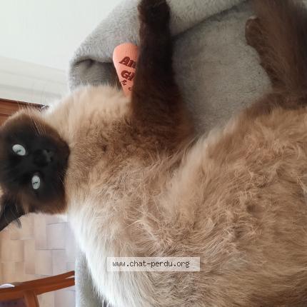 Photo 1/1 SOCRATE Chat perdu à Concarneau