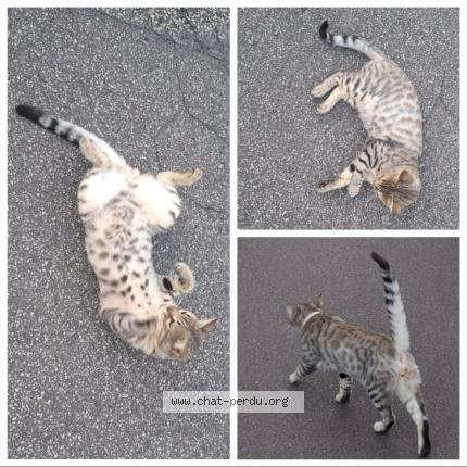 Photo 1/1 Grizou Chat perdu à Saint sauveur le vivomte