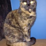 Photo de chat perdu à Villiers Sur Yonne