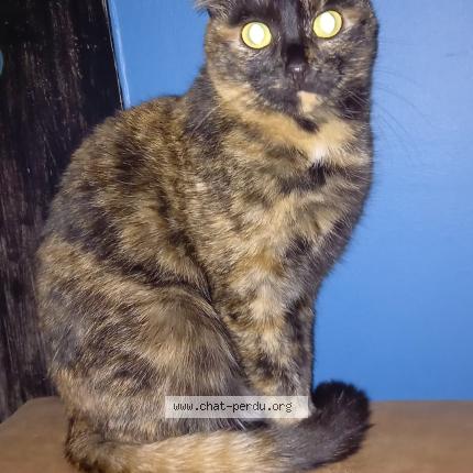 Photo 1/1 Chat retrouvé Perdu à Villiers sur yonne