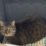 Photo de chat perdu à Brou