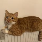 Photo de chat perdu à Pleuven