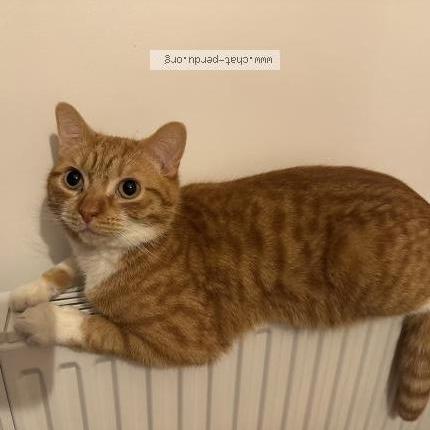 Photo 1/1 Neige Chat perdu à Pleuven