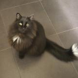 Photo de chat perdu à Biercee