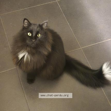 Photo 1/2 Maurice Chat perdu à Biercee