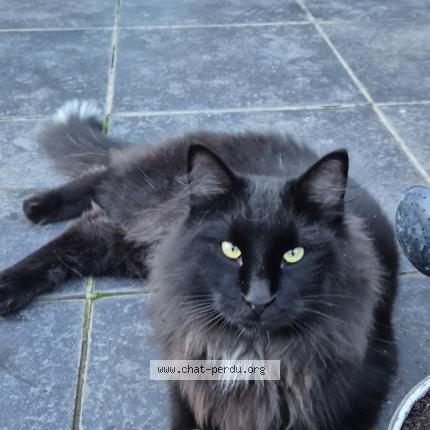 Photo 2/2 Maurice Chat perdu à Biercee