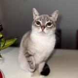 Photo de chat perdu à Saint Avit Saint Nazaire