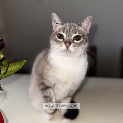 Photo 1/1 Plume Chat perdu à Saint avit saint nazaire