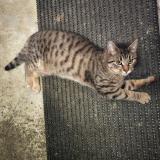 Photo de chat perdu à Saint Denoual