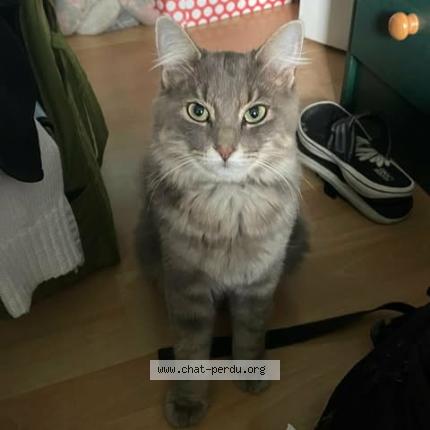 Photo 1/1 Artémis Chat perdu à Gatineau