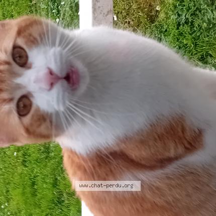 Photo 1/1 Chat trouvé Trouvé à Saint sebastien sur loire franc