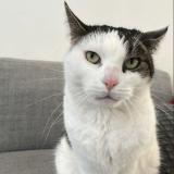 Photo de chat perdu à Nice