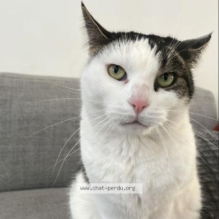 Photo 1/1 chatouille Chat perdu à Nice