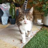 Photo de chat trouvé à Colomiers