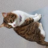 Photo de chat trouvé à Decines Charpieu