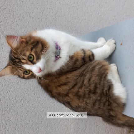 Photo 1/1 Chat trouvé Trouvé à Decines charpieu