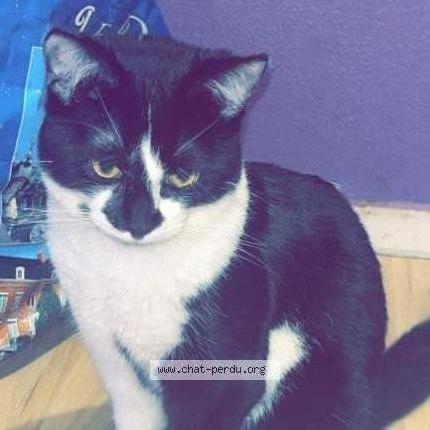 Photo 1/2 Vador Chat perdu à Douai