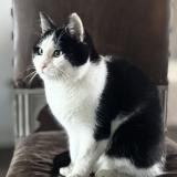 Photo de chat perdu à Saint Martin Du Vieux Belleme