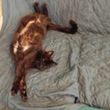 Photo de chat perdu à Choisy Le Roi