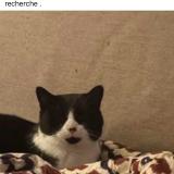 Photo de chat trouvé à Dampierre En Burly