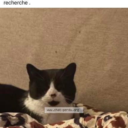 Photo 1/1 Chat trouvé Trouvé à Dampierre en burly