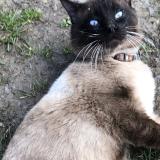 Photo de chat trouvé à La Tour En Jarez