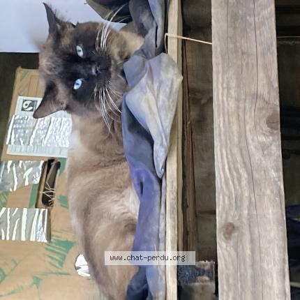 Photo 1/1 Chat trouvé Trouvé à La tour en jarez